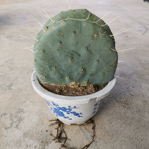 仙人镜圆镜大盆丸网红仙人掌团扇f多肉植物沙漠植物防辐射盆栽