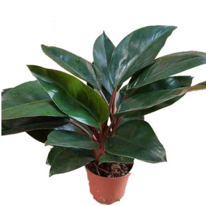 大叶金钻红钻植物盆栽q花卉室内耐阴好养四季常青大型观叶客厅绿