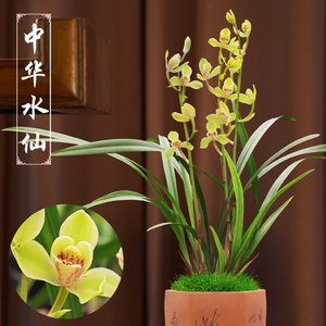 建兰水仙瓣兰花中华水仙浓香型名贵兰花苗茶几客厅办公室卧室绿植