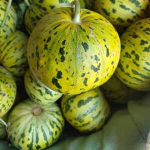 花仙子甜瓜香瓜新鲜水果非羊角蜜八里香绿甜瓜东北花姑娘花蕾