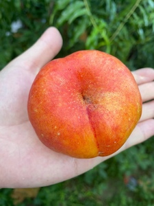 油蟠桃36-5优系嫁接桃树苗基地直销包对版量大更优惠