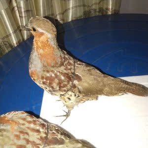 竹鸡标本假媒竹鸡模型新款户外竹鸡模型摆件竹鸡假媒仿真竹鸡标本