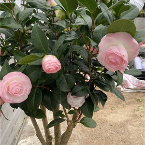 新康寿桃美琳达茶花植有新品种y山包精品绿植花卉盆栽阳台少山茶