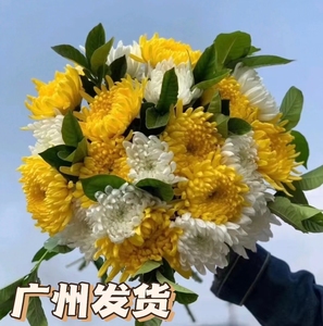 清明节黄白菊花鲜花束哀悼扫墓祭祀祭祖拜山奠基悼念_
