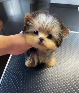 超漂亮约克夏小型犬宠物狗狗金约长不大小狗当天发货小约活的