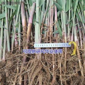 新芦苇苗河边鱼塘水池栽培绿植y新品芦苇草植物竹子芦苇根花卉水.