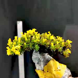 米叶橙黄瑞香带护心土发货 净化空气趣味书l房办公室提神 卧室绿