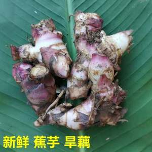 广西芭蕉芋旱藕新鲜蕉芋焦藕旱藕粉丝原料盆栽美人蕉