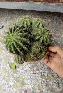 食用仙人球老球多年生白花草球药用天鹅蛋刺龙多仔球1盆大球