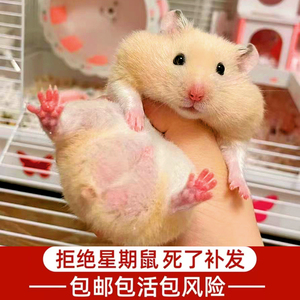 金丝熊仓鼠活物已打疫苗虎纹熊眼圈熊奶牛熊米熊活体一公一母包活