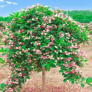五彩锦带花树苗别墅庭院树园林风景绿化木丛生红王子花苗盆栽花卉