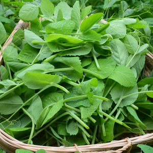 现货四川新鲜碗豆尖豌豆苗豌豆头龙须菜当应季新鲜蔬菜整箱3斤装5
