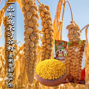 一品香鸟不叼粘香谷子种子抗鸟害酿酒糯小米种子 香糯小黄米种子