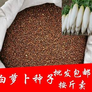 白萝卜散装种籽芽苗菜蔬菜种子白萝卜种籽家庭蔬菜种子