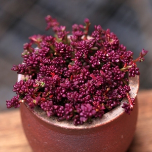 79同款货源沫雪园艺淘宝紫米粒多肉植物易爆盆迷你小盆栽马齿苋科