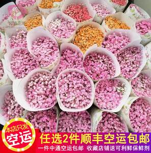 新鲜满天星鲜花云南昆明斗南基地直发浪漫唯美小清新婚庆示爱配