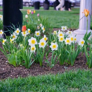 秋冬季耐寒花卉植物洋水仙种球水仙花苗室外庭院地栽盆栽易活宿根