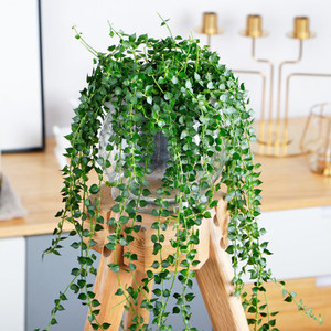 百万心盆栽好养植物室内垂吊兰千叶吊兰吸甲醛水培爬藤挂绿植