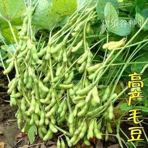 大粒毛豆种