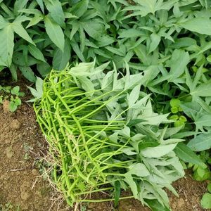 食叶型五叉红薯苗新鲜蔬菜五角尖叶专吃叶子番薯地瓜苗秧广西农家