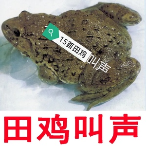 田鸡,青蛙叫声音卡扩音器专用叫声拍摄观赏tf/sd内存卡15首加密卡