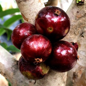 巨红钻嘉宝果苗