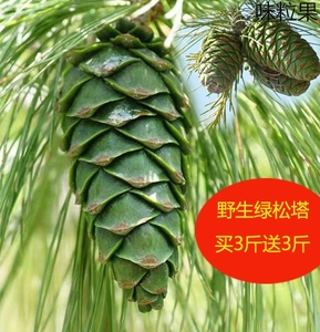 云南野生黑松子生