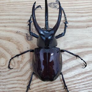 南洋大兜虫婆罗洲cm种(甲虫,锹甲,兜虫,锹形虫)