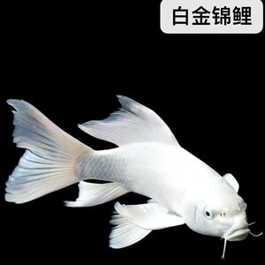 白金锦鲤龙凤招财白色金鱼活体直销包邮镇宅