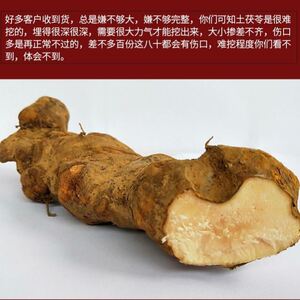500g征丰新鲜土茯苓农村现挖整个土茯苓汤料食材新鲜土茯苓