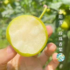 攀枝花太阳雪珍珠梨5斤四川高山新鲜水果梨子当季现