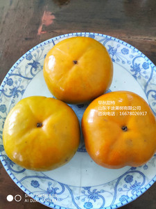 新品种日本早熟脆甜柿子苗树早秋柿子树苗特大硬柿树盆栽地栽果苗