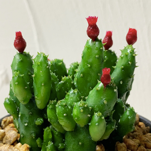 植觉动物c 招财手多肉植物室内宿舍桌面仙人掌小盆栽伴手礼