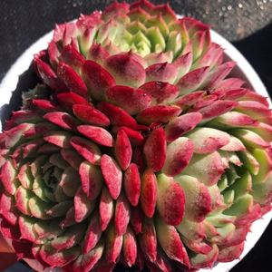 【夏洛特玫瑰】多肉植物群生好养耐冻云南基地直发