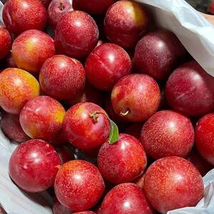 5斤智利进口樱桃李珠宝李新鲜李子水果当季孕妇时令水果礼盒包邮