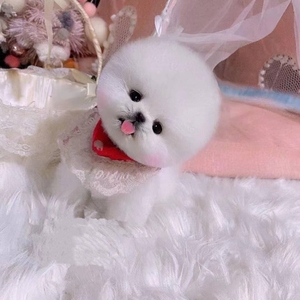 首欢萌店淘宝纯种茶杯犬博美幼犬活体小型犬俊杰白色