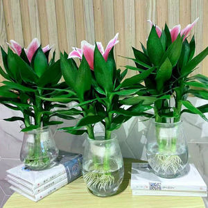 新品观音竹水培绿植盆栽富贵竹莲花竹室内客厅桌摆植物四季好养小