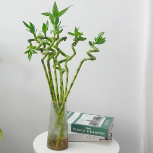 转运竹弯竹客厅