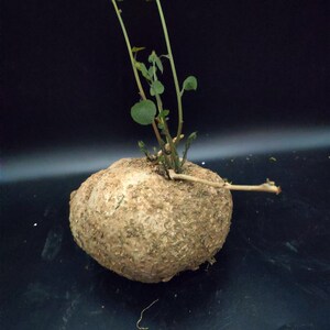 山乌龟金不换植物血藤室内盆栽y花卉水培爬藤绿植圆叶特价甩卖包