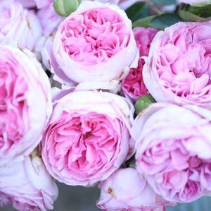 【伊芙紫苑月季】伊芙紫苑月季品牌,价格 - 阿里巴巴