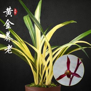黄金养老 金边中透墨兰兰花盆栽兰草名贵浓香室内好养花卉绿植