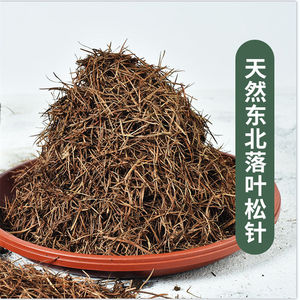 君子兰花土落叶松松针