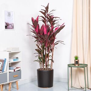 红叶朱焦 红铁 红竹 紫叶富贵竹 水培土培室内外四季观叶花卉盆栽