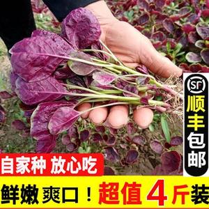苏北现挖红叶土苋菜新鲜一点红苋菜紫苋菜红米苋冬汉苋菜时令蔬菜