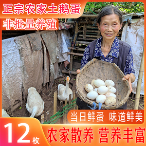 新鲜正宗四川农家散养土鹅蛋12枚110-140g孕妇去胎毒小老鹅粮食蛋