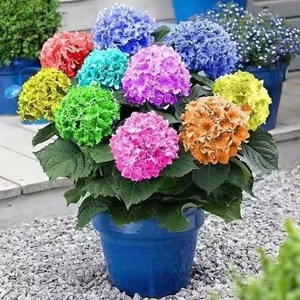 七彩绣球花