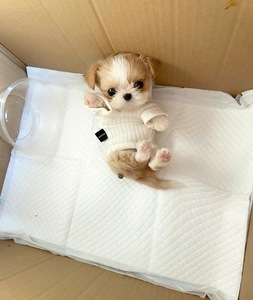 茶杯马尔泰宠物狗狗长不大香槟泰迪当天发货小型犬袖珍体