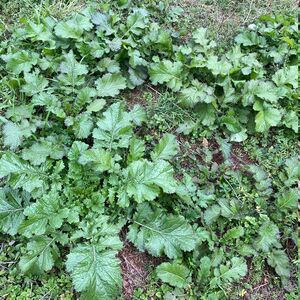 农家野生腊菜种子苦辣菜山野菜苦腊菜油菜耐寒四季易播种野菜种籽