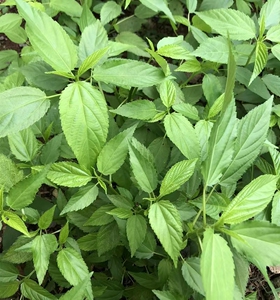 白麻叶种子凉拌菜麻叶甜青麻黄麻叶埃及帝王菜一年生养生野菜种籽