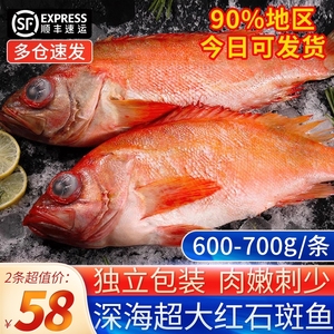 海鱼 新鲜红石斑鱼富贵鱼新鲜大眼鱼深海海鲜水产鲜活红鱼 长寿鱼